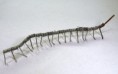 /album/galerie-de-photos-metall/mille-pattes-pincette-1-jpg/